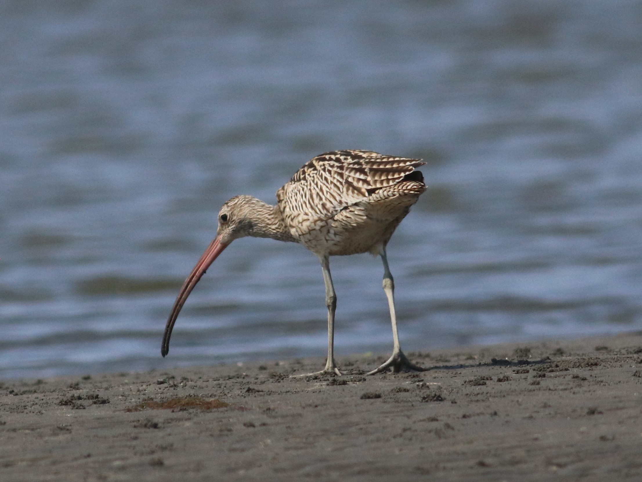 砂浜のホウロクシギ